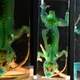 Illustration for article titled This Chemical Transforms Lab Animals Into Transparent Works Of Art
